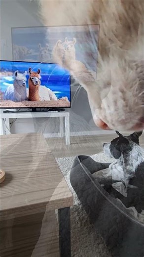 Dog TV Calming Videos • Lilly watching a video I made for her • TV for Dogs (and their Humans)