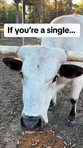 All my single ladies! #longhorn #longhorns # cattle