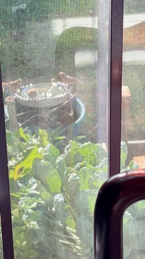 Sparrows love the little fountain in my greens and herb garden. | Jill Carroll