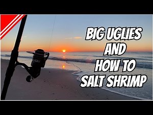 BIG Uglies and How To Salt Shrimp