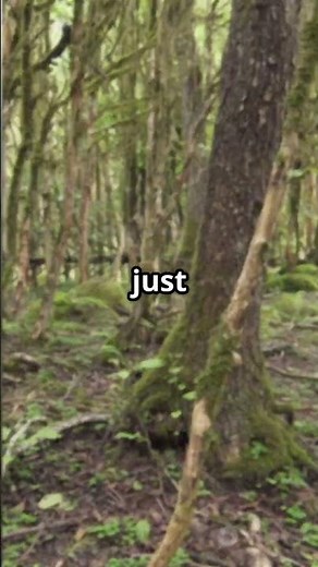 What If All Trees Disappeared from Earth