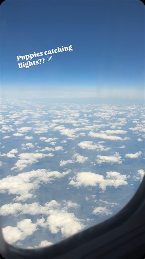 1.2K views · 129 reactions | From surviving… to catching flights! ✈️ Meet Nemo & Dory, our newest little jet-setters! Last week, these two brave pups traveled over 1,616 km to Ontario. They were living as strays, and heartbreakingly, the rest of their siblings didn’t make it. When we saw them, scooped them up, and gave them the chance they deserve!❤️ Stay tuned for more updates! | Lost Boys Hope Shareable | Facebook