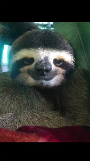 Let It Out: Singing Sloth Melody | Talent Showdown