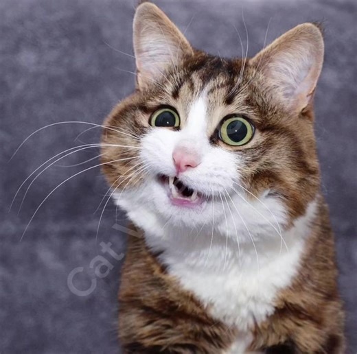 I love you #cats #catsmando #fyp #memes #funny