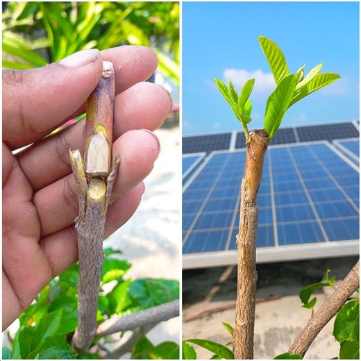 Using grafting method for growing guava plant | Step by step guide ling in this video | DIY IndoorGarden
