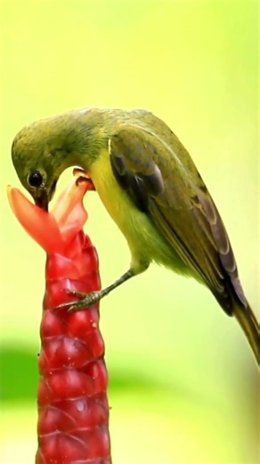 Jewel-Like Beauty: The Fascinating Life of Hummingbirds #shorts #birds #hummingbird #birdslovers