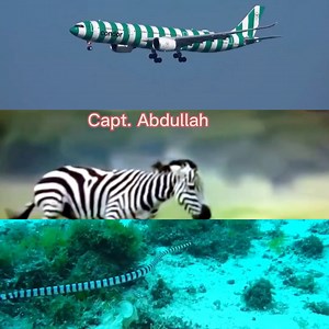 What planes does Condor fly? Condor operates the Boeing 767-300ER, Boeing 757-300, Airbus A320-200 and Airbus A321-200 aircraft types. The Condor fleet is maintained by the "Group Maintenance Organisation (GMO)" of the Thomas Cook Group Airlines. | Capt. Abdullah