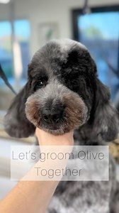 After 13 years of grooming her, it’s about time Olive made the grid. Please show her some love ❤️ All tools used from The Coat and Heiniger #doggrooming #grooming #cockapoo #doggroomer | Verity Hardcastle