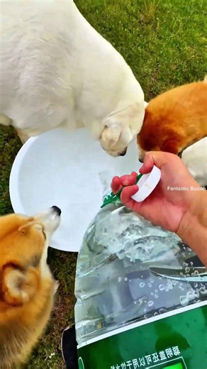 The Cutest Dog Birthday Ever