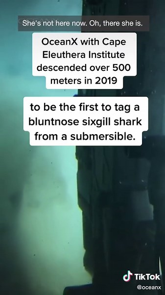 Massive Deep-Sea Sharks: Ancient Bluntnose Sixgills