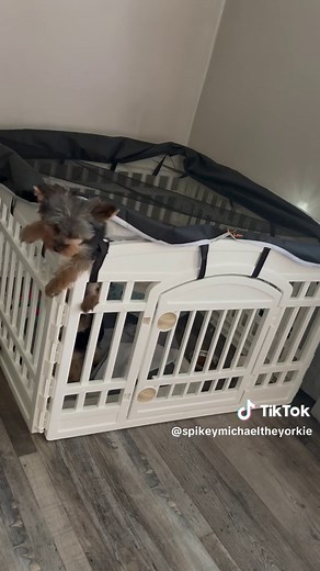 Hilarious Escape Pranks by Yorkie Dog | Hidden Camera Caught Her
