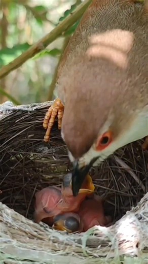 Yellow Eyed Babbler Resting In Nature (Part 5) #shorts #yt