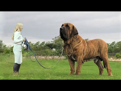 This Is The Largest Dog In The World
