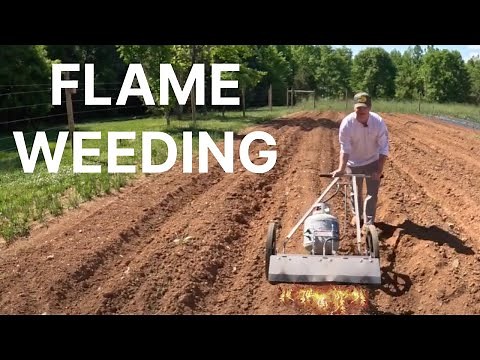 Flame Weeding In The Garden - Farmers Friend PyroWeeder Review