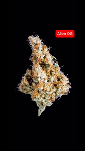 Alien OG is a potent OG-leaning hybrid known for its fast onset and deep, long-lasting effect. This strain delivers a balanced experience that starts mentally active and finishes with a grounded body relaxation. Onset: The effect comes on quickly, hitting the head first. Users typically feel a clear cerebral lift, improved focus, and a noticeable boost in mood. Thoughts become sharper and more organized, making the early phase feel energizing and mentally engaging rather than foggy. Mid-effect: 