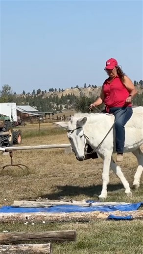 Can This Donkey Navigate The Trail Course?