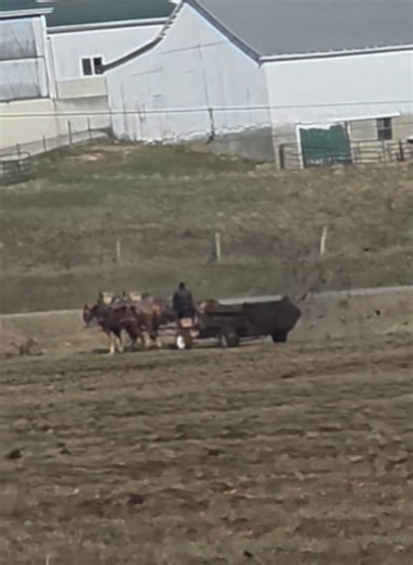 An Amish farmer in his field spreading manure to enrich the soil for planting crops this spring. Walnut Creek Ohio. You wouldn't want to walk along behind him. JD | AmishLeben