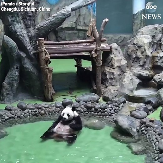 7.7M views · 203K reactions | SPLISH SPLASH: This panda has a fun way to cool off on a hot day – splashing about in the pool on a lazy day. https://abcn.ws/2KA9WNb | ABC News | Facebook
