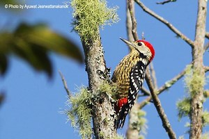 Stripe breasted woodpecker - Alchetron, the free social encyclopedia