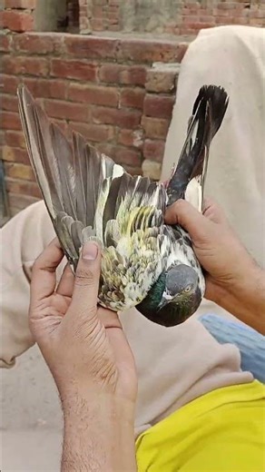 say ma Sha Allah home breed sy teddy Kabotr ka shooq #for u #vedio viral #pegions lover #love #like