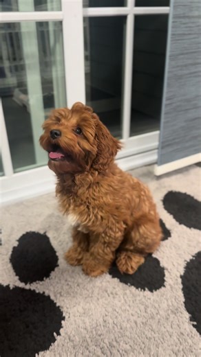 Little Louie the Cavapooee on TikTok