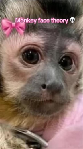 Drawing Monkeys: A Step-by-Step Tutorial