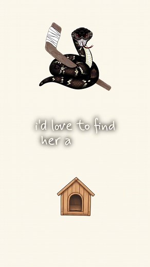 UPDATE - ADOPTED Josie is an American Cattle Dog and hoping to be adopted soon! Look at her beautiful markings! The Monroe Moccasins are trying to help find her a home! 📷3 Bridges Productions | Friends of Ouachita Parish Animal Shelter - OPAS