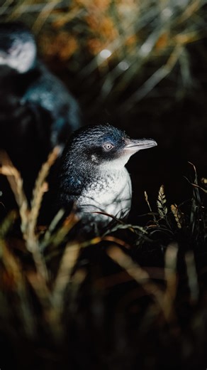 Loriis | Videographer 🎥 on Instagram: "First time seeing blue Pinguins 🐧🥹 The wait was worth it 😄 When I arrived at Harington Point, I had to realize that you can only see the little blue penguins in the evenings shortly after sunset. That’s because they spend the whole day out at sea hunting for food and only return to their nests at night. The only problem was that you had to book a tour to see the penguins, and of course it was fully booked for the next five days. So I waited six hours in