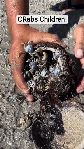 Found a WHOLE Colony of Crabs in a Coconut!