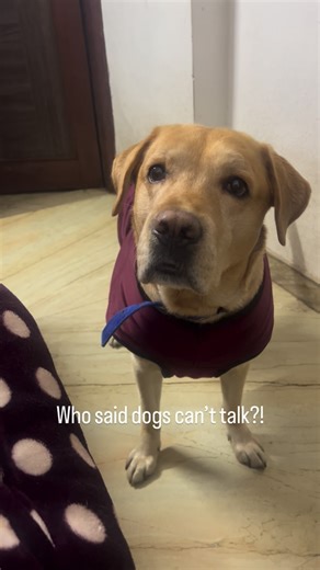 Phantom 👻 on Instagram: "#doglovers#talkingdog#dogsofinstagram#doglife#lablove#laboftheday"