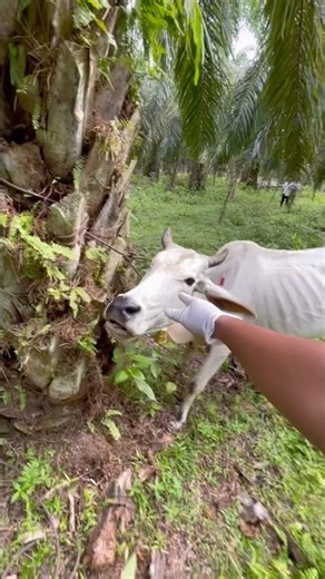 Induk sapi ngamuk ketika disuntik #cow #animals #trending #shorts