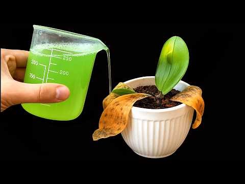 🌸How To Revive Any Dying Orchid With This Simple Trick (It Always Works!)