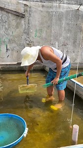28K views · 543 reactions | Brushing the pond while catching LT oranda goldfish #reelsvideo #goldfish #fish #hobby #pet #pond | Migoy's Goldfish Place | Facebook