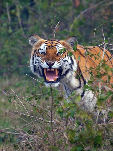 Behind the lens with Dan O'Neill 🎥 (Part 4/4) Join wildlife biologist, broadcaster and filmmaker Dan as he answers questions about Tiger Island, from remarkable new tiger behaviours, to what it was like filming in Nepal. See unseen footage from Tiger Island and watch the full Q&A via the link in bio 🔗 #TigerIsland #TigerCubs #BehindTheScene#Nepal