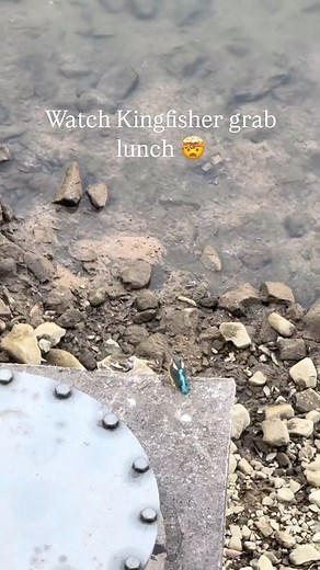 The common kingfisher (Alcedo atthis) is a small yet formidable predator, known for its vibrant plumage, lightning-fast dives and capable of diving at speeds up to 40 km/h to catch its prey. When hunting, it can spot a fish from over 2 meters above water and plunge with pinpoint accuracy, often succeeding on its first attempt. Remarkably, its success rate while fishing is around 60–80%, showcasing its evolutionary mastery of both vision and timing. These birds are essential indicators of healthy