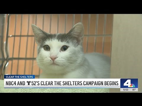 Here are adoptable dogs and cats at Pasadena Humane shelter