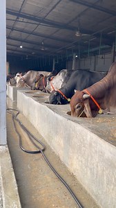 A cowherd bull is eating lunch. #eating #lunch #bull | Bull Barn Life