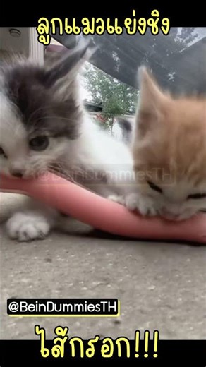 แมวน้อย 2 ตัว แย่งไส้กรอก!! 🤣😂