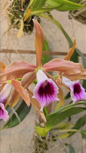 Cattleya (Laelia) Tenebrosa 🥰🌸 #cattleyaflowering #cattleyacultivation #floweringorchids