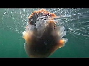 Underwater Shots Of Jelly Fish Including My First Shots Of A Compass Jelly. Isle of Skye