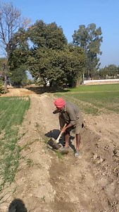 2.6M views · 295K reactions | 歷 . . . #sidhufarmhouse #farmhouse #farmer #farm #farmerlife #farmanimals #birds #animals #tractor #khet #punjab #jattlife #peacock #dog #horse #horselove #housedesign | Sidhu Farm house | Facebook