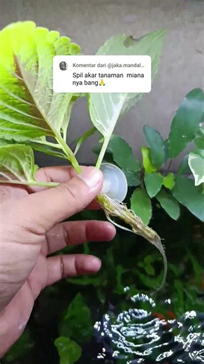 Miana ornamental plant in an aquarium #mianaplant #ornamentalplants #aquaticplants