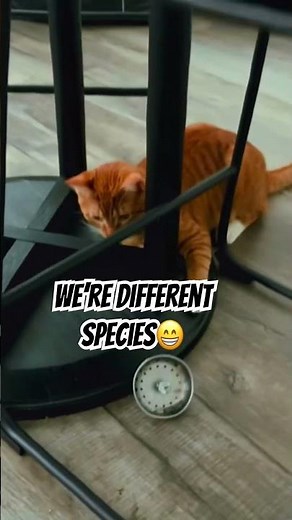 Do Cats Really Know We're Not Their Mom?