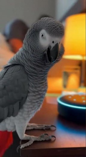 “Alexa Plays Full Volume at 3AM After Parrot Talks in His Sleep 😂” #parrot