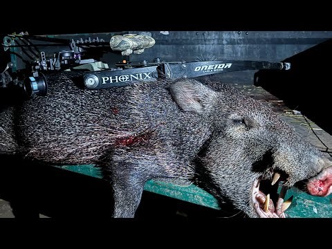 Oneida phoenix set up ready to hunt