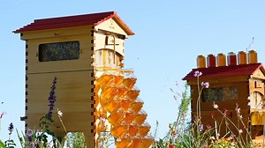 We have an exciting new product launching on November 22nd 🎊 Our newest Flow Hive 2 –built in Australia from sustainably sourced Araucaria– is both beautiful and functional. It's our best-priced Flow Hive 2, and with a special launch price and limited edition bundle, there's no better time to get your first Flow Hive or expand your apiary. Save the date to find out more 🐝💛🍯 | Flow Hive