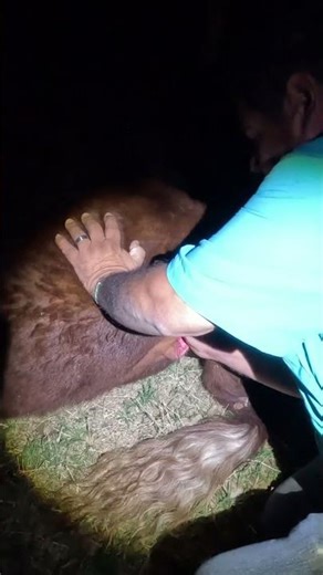 Shorthorn Giving BIRTH - The Calving Process on Camera #baby #cow #cows #calf #calving #ranchlife