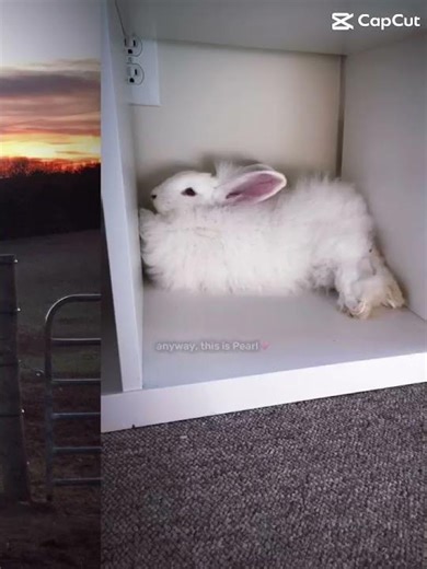 Meet pearl my new rabbit ￼