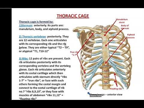 Bones and Muscles of the Thoracic Wall - Dr. Ahmed Farid