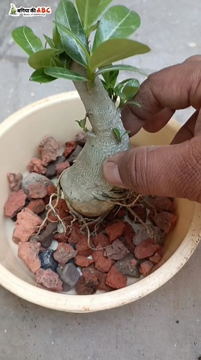 Adenium Best Potting Soil | एडेनियं की मिट्टी कैसे तैयार करें #adenium #soilmix #pottingsoilmix #howto # how #bagiyakiabc #gardening #foryou #relatable #fyp | Bagiya Ki ABC